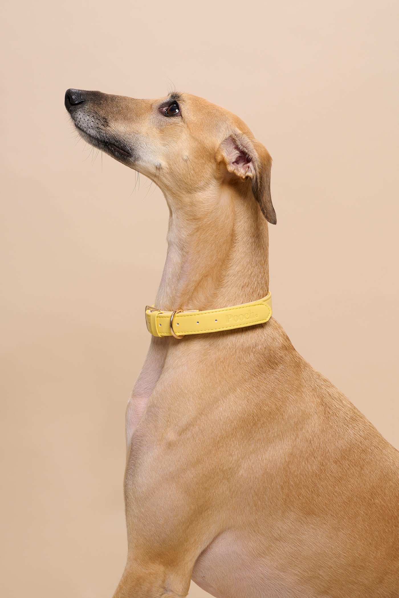 Pooch Vegan Leather Collar - Limone