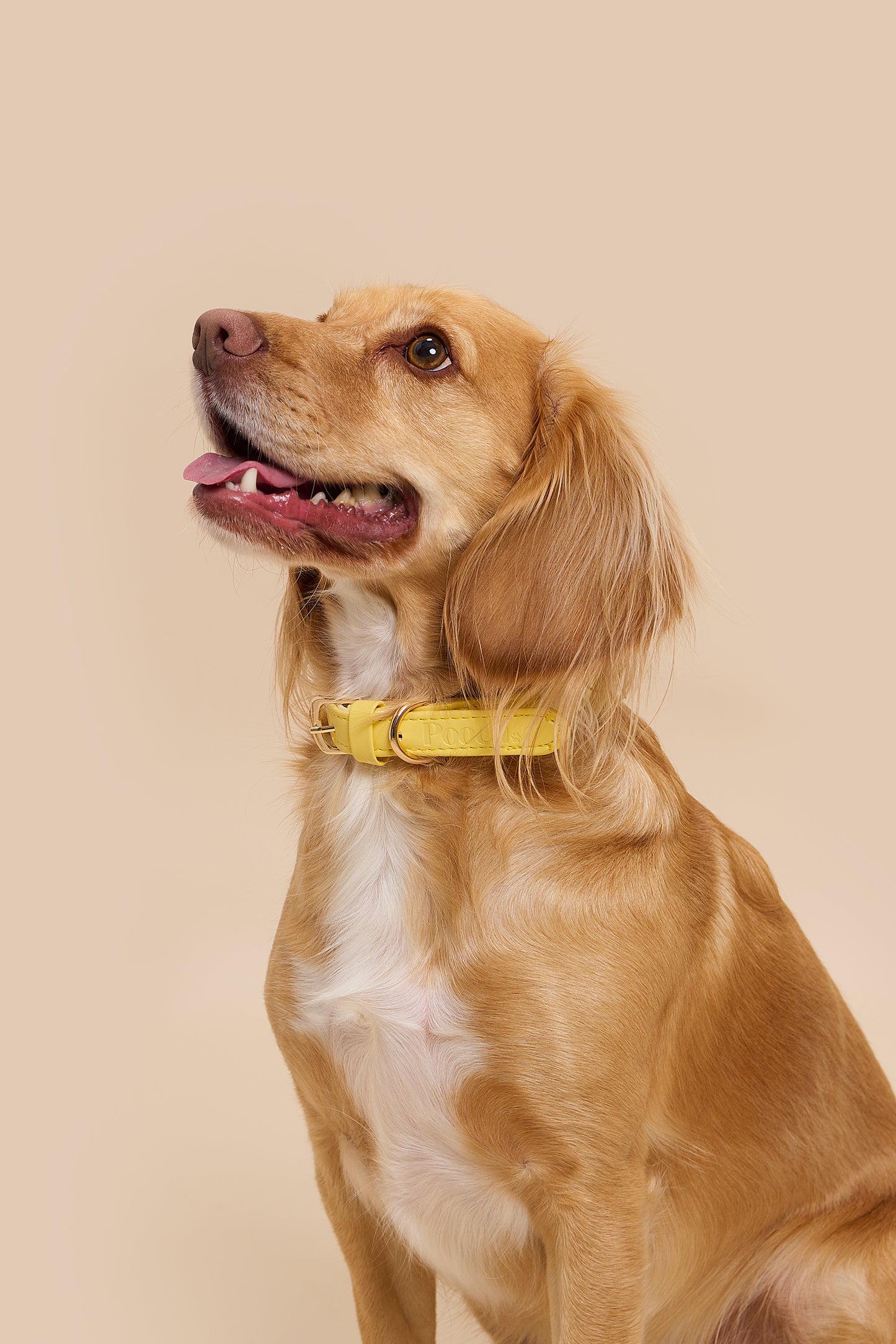 Pooch Vegan Leather Collar - Limone